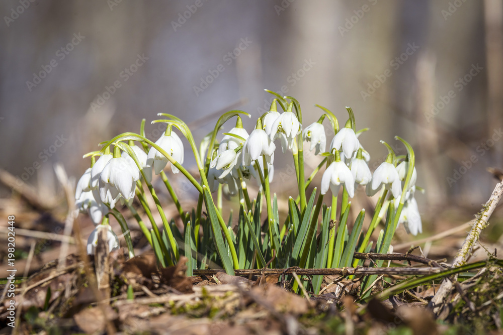 Fototapeta premium Group of snowdrops in a forest in the spring