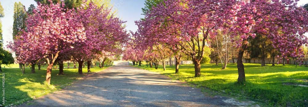 Obraz premium Ukraińska Sakura w Karpatach