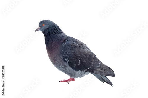 Pigeon isolated on a white background. Dove a grey close. 