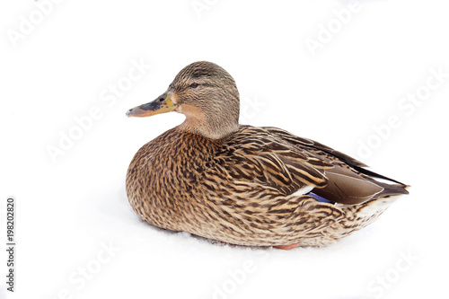 The wild duck is beautiful in the snow. Bird isolated on a white background.