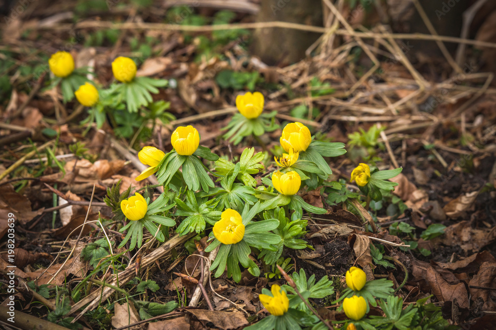 Eranthis flowers in yellow color blooming
