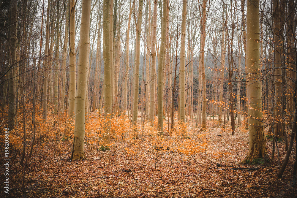 Fototapeta premium Golden beech trees in a forest