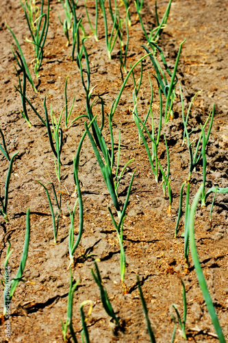 Early germination of onion.