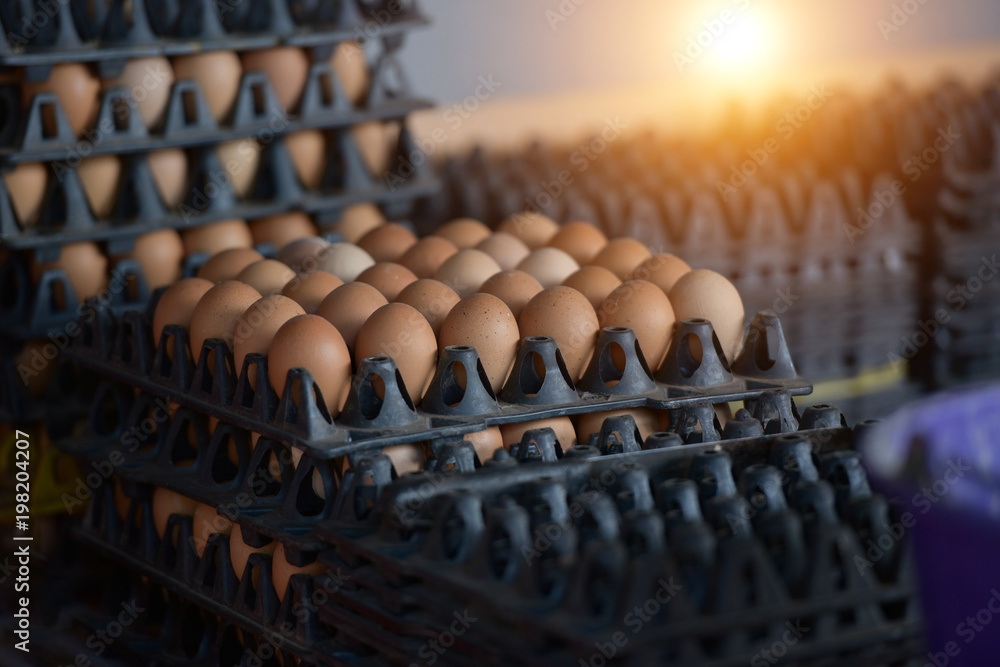 Obraz premium Farmer holding fresh organic eggs