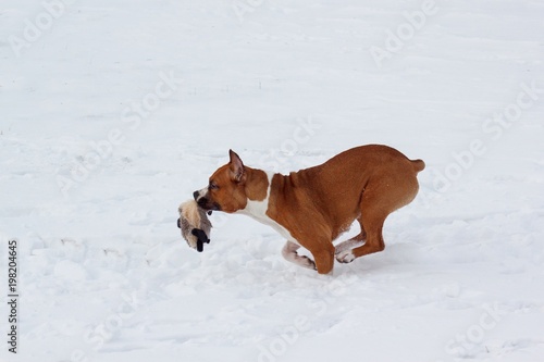 Cute american staffordshire terrier is running through white snow with his toy. Pet animals. Seven month old.