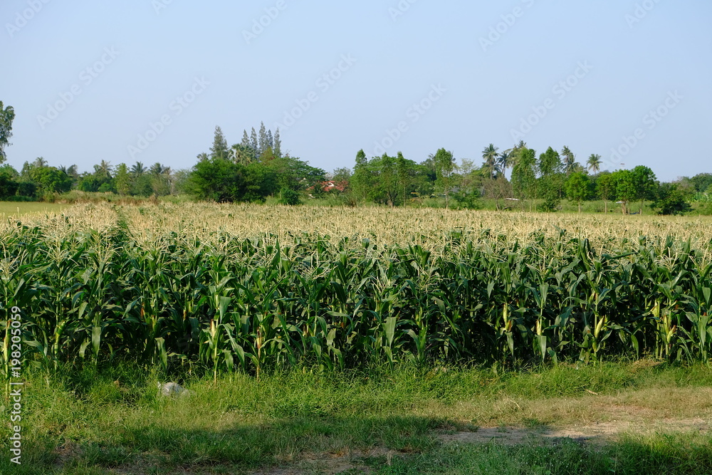 Obraz premium Corn farm