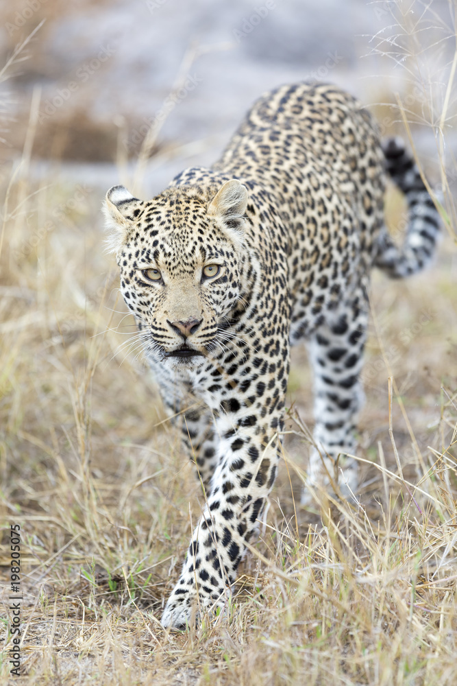 Lone leopard walking and hunting during daytime Lone leopard walking and hunting during daytime