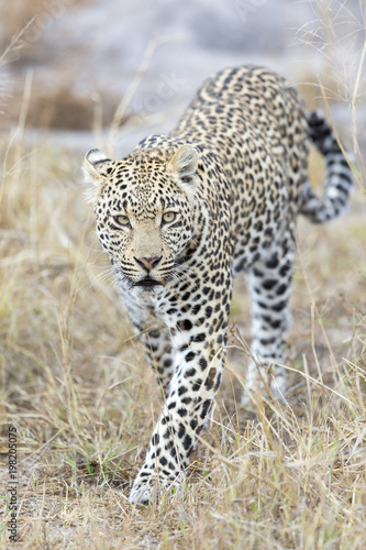 Lone leopard walking and hunting during daytime