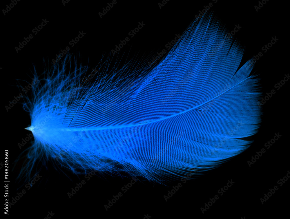 Fototapeta premium Blue feather on a black background