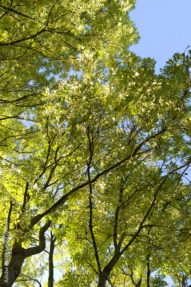 Plants: Beautiful tree canopy that shines romantically in the autumnal sun over the Martin Luther pilgrimage path in Eastern Thuringia Plants: Beautiful tree canopy that shines romantically in the autumnal sun over the Martin Luther pilgrimage path in Eastern Thuringia