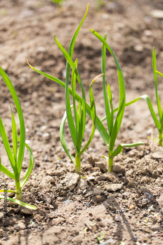 Saplings of onion in the garden in the spring Saplings of onion in the garden in the spring