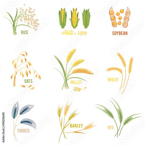 Cereal Plants vector icons illustrations.