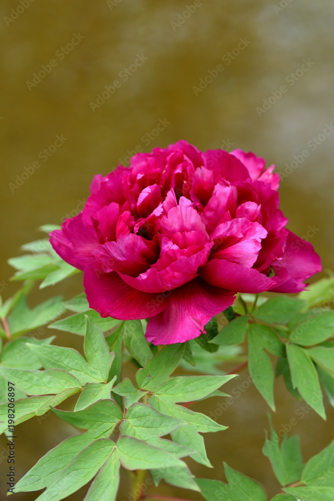 紫色の牡丹の花 紫色の牡丹の花