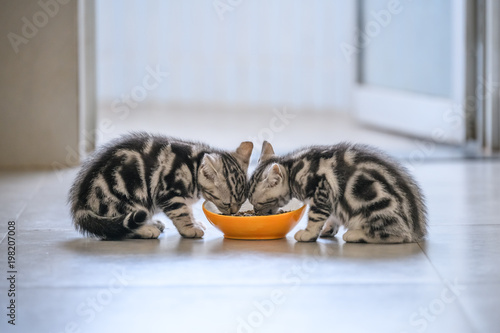 Fotografie, Obraz The cute kitten is eating.