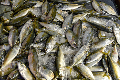 Fresh tuna with iced in market , Thailand