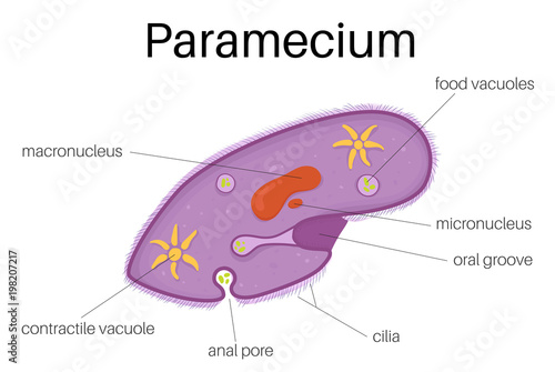 The structure and diagram of paramecium