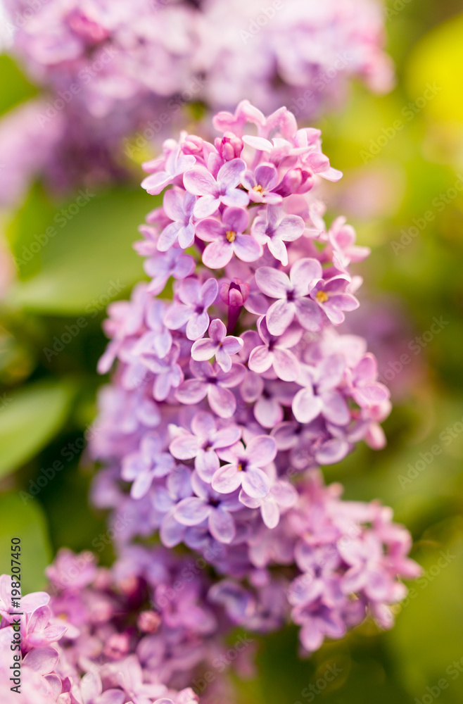 Lilac flowers on a tree in spring Lilac flowers on a tree in spring
