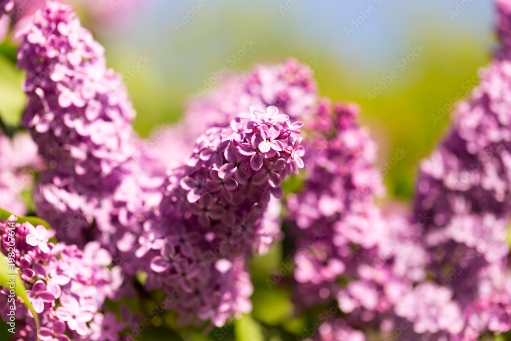 Obraz premium Lilac flowers on a tree in spring