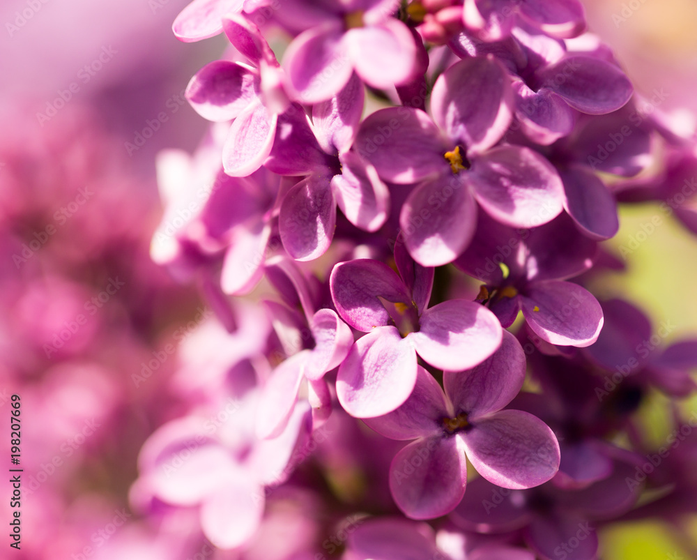 Lilac flowers on a tree in spring