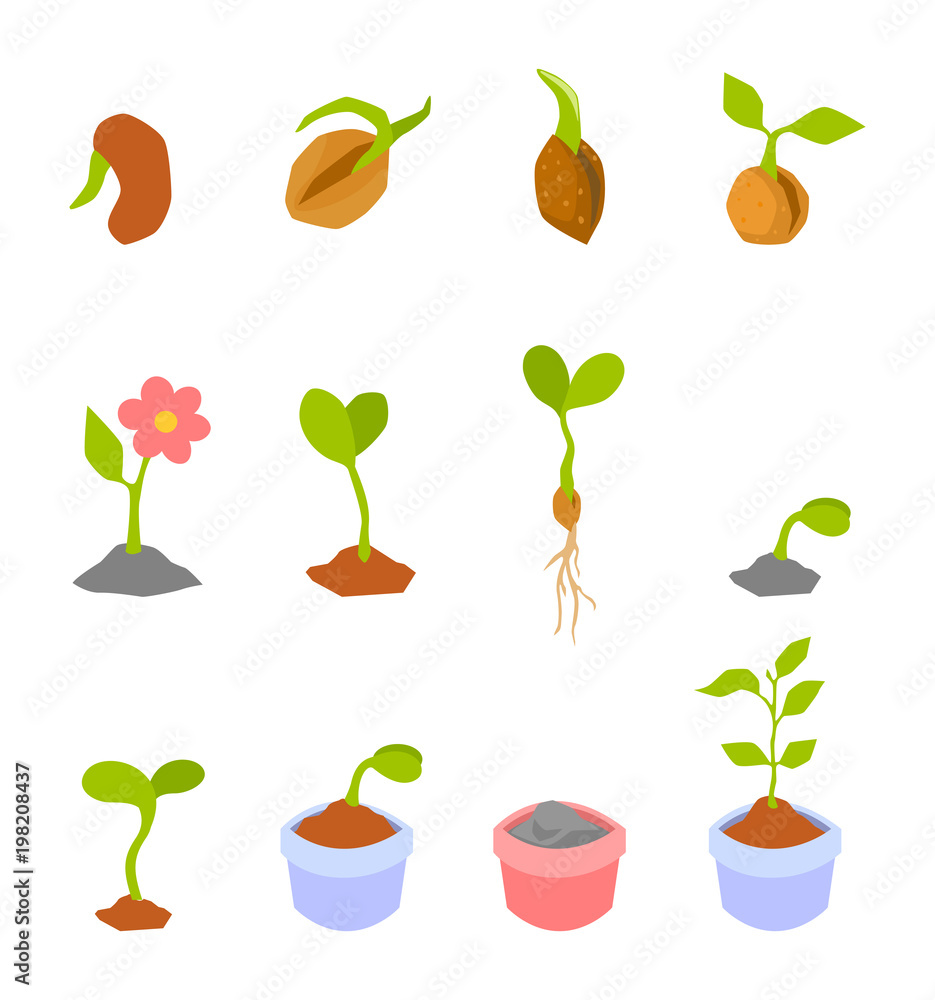 Set of illustrations with phases plant growth.