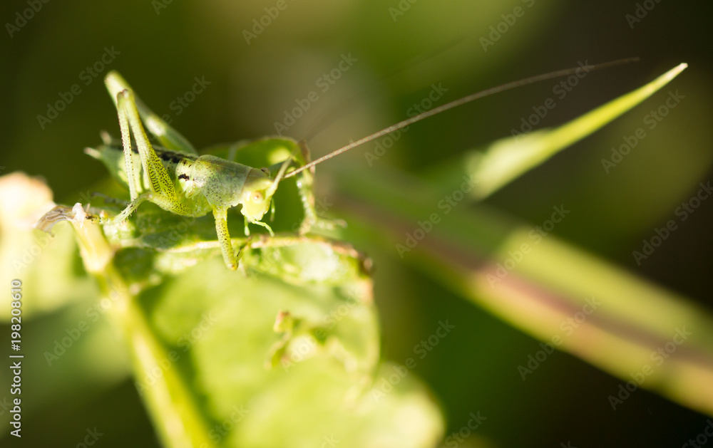 Grasshopper in green grass on nature Grasshopper in green grass on nature