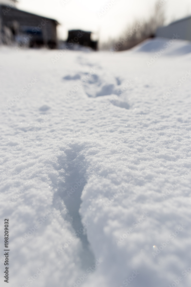 Footprints of the beast on the snow in winter Footprints of the beast on the snow in winter