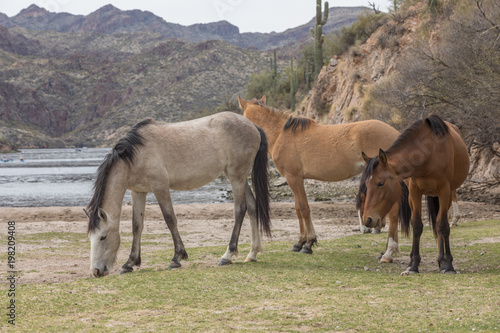 Wild Horses along the Salt River in Arizona