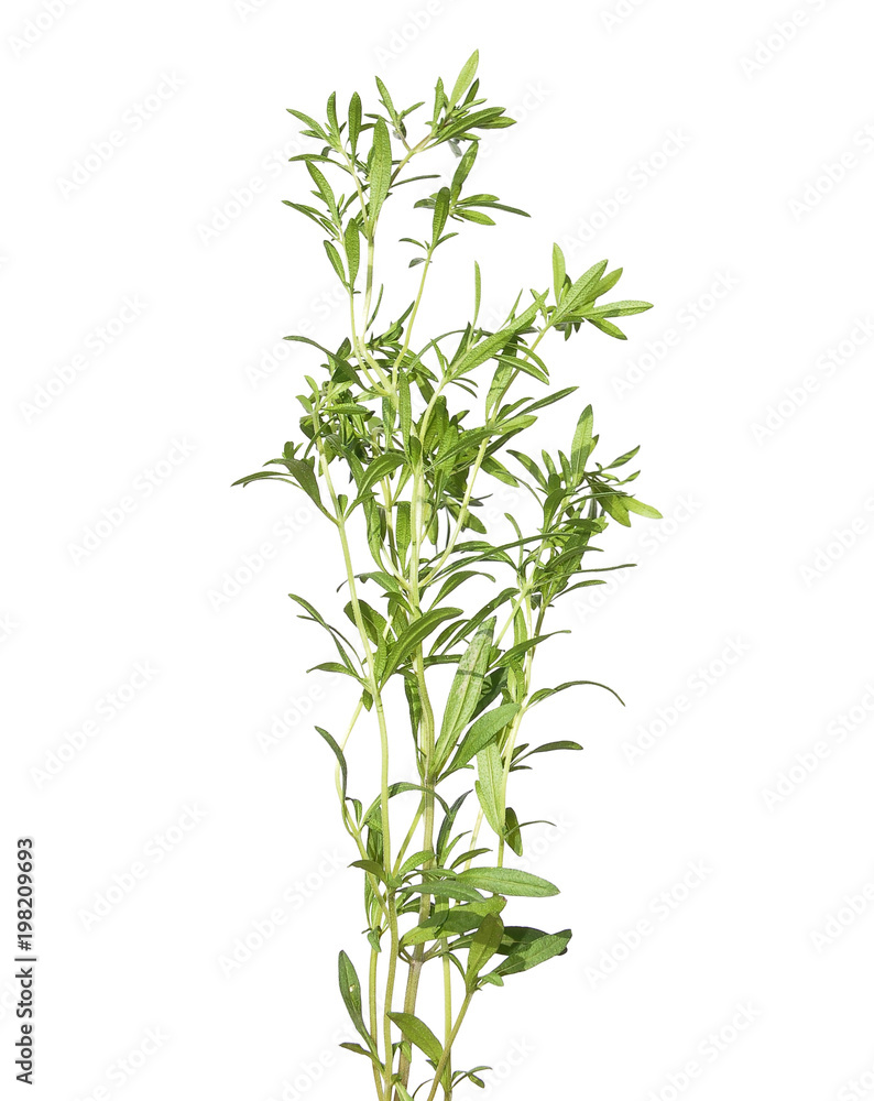 Bohnenkraut Pflanze auf weiss Stock Photo | Adobe Stock