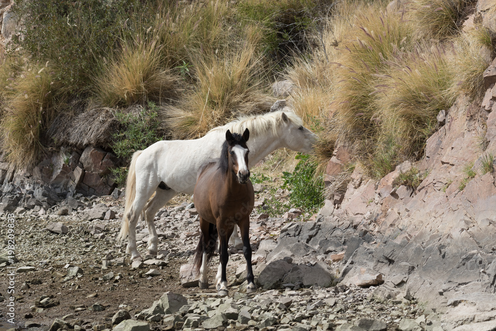 Naklejka premium Wild Horses along the Salt River in Arizona