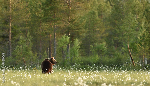 Φωτογραφία Brown bear in forest landscape. Brown bear in taiga landscape.