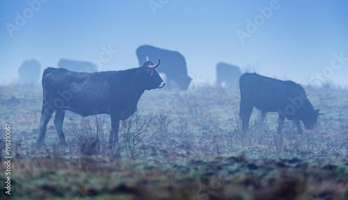 Herd of sayaguesa cows in foggy pasture.