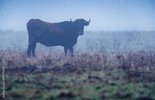 Fototapeta Naklejka Na Ścianę i Meble -  Horned sayaguesa cow in foggy pasture.