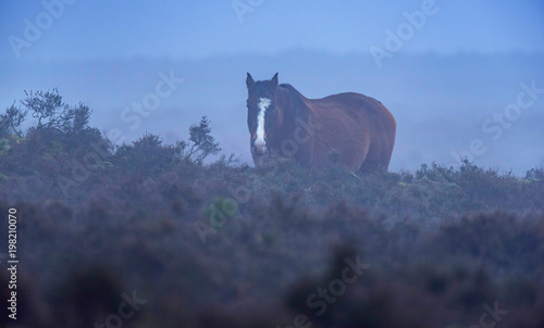 Horse in misty moorland.
