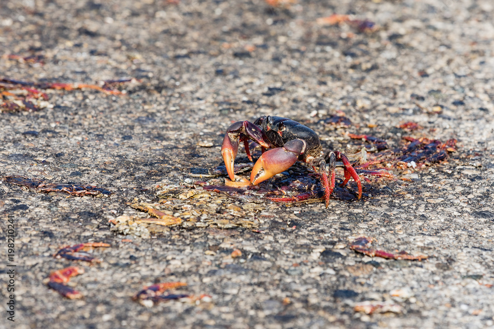 Red Migrating crab Cuba Gecarcinus ruricola on the road