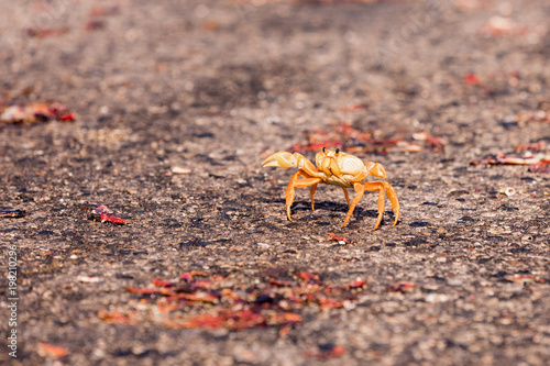 Yellow Migrating crab Cuba Gecarcinus ruricola on the road