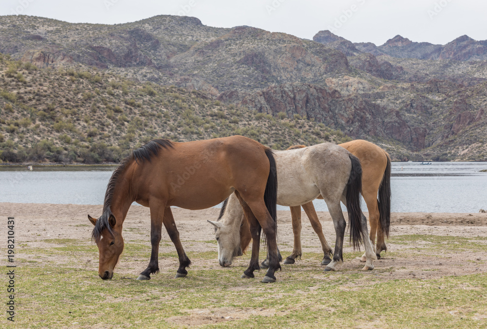 Wild Horses along the Salt River in Arizona Wild Horses along the Salt River in Arizona