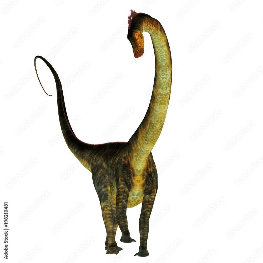 Naklejka premium Barosaurus Dinosaur on White - Barosaurus was a herbivorous sauropod dinosaur that lived in Utah and South Dakota, USA in the Jurassic Period.