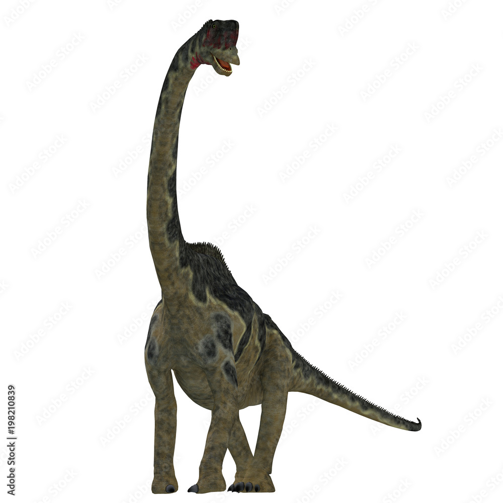 Fototapeta premium Europasaurus Dinosaur on White - Europasaurus was a sauropod herbivorous dinosaur that lived in Germany, Europe during the Jurassic Period.