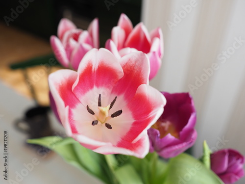 Fototapeta Naklejka Na Ścianę i Meble -  Beauty colored romantic bouquet of tulip flowers