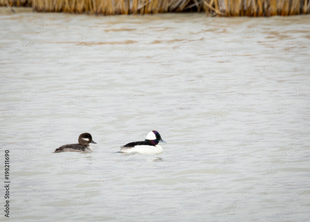 Fototapeta premium Male and Female Bufflehead Ducks