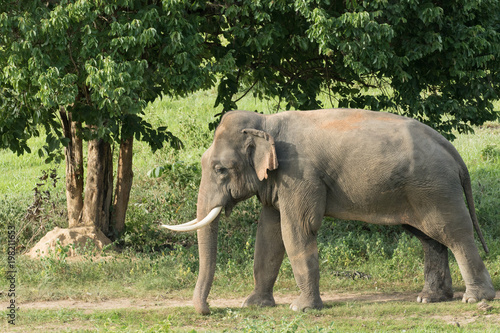 Asiatic Elephant is big five animal in asia