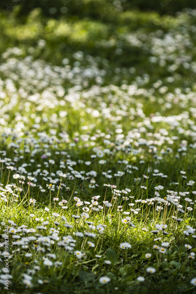 Fototapeta premium Green grass with white daisy flowers