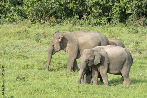 Asiatic Elephant is big five animal in asia