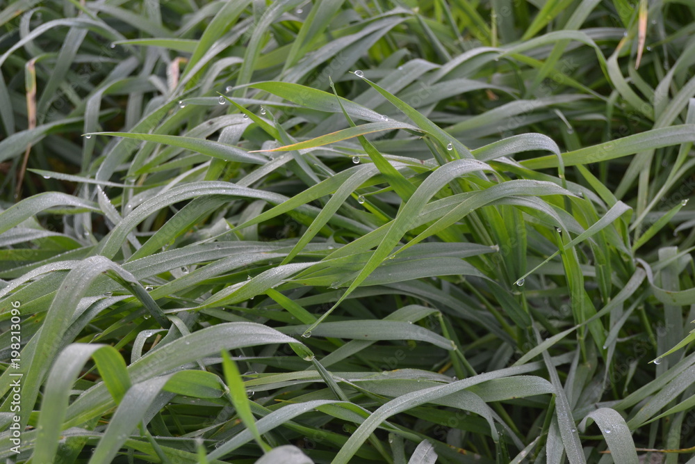 Naklejka premium YEŞİL VE SU