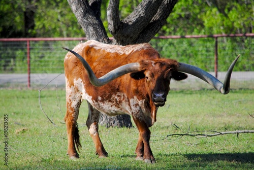 Longhorn