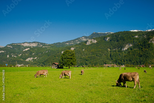 Cows in a meadow. Brown cows on a farm. Many cows graze on a green meadow in the Alpine village 