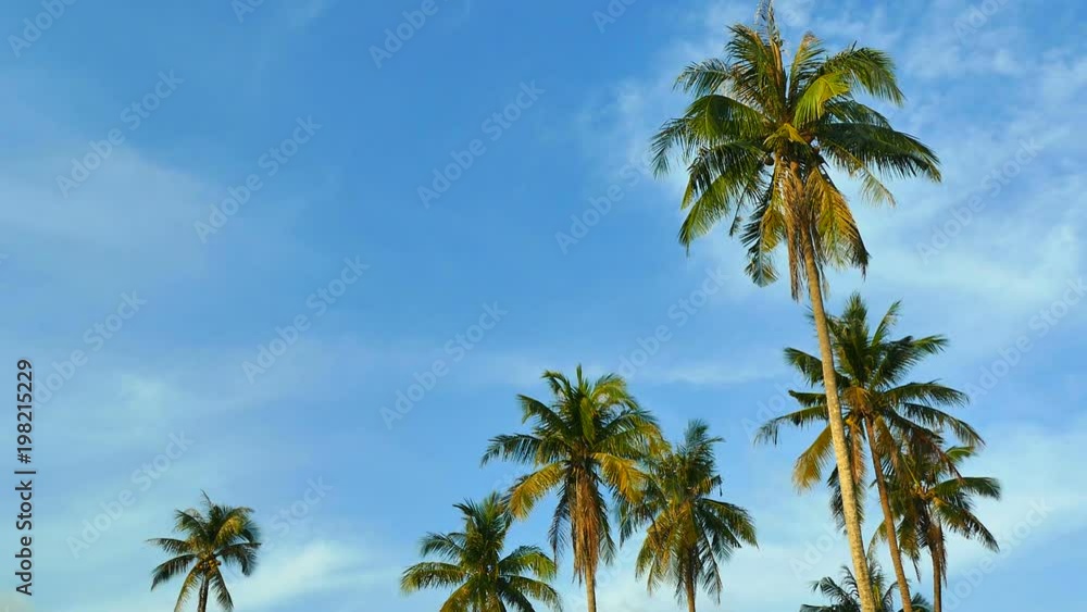 Beautiful tropical coconut palm tree on sky background
Beautiful tropical coconut palm tree on sky background