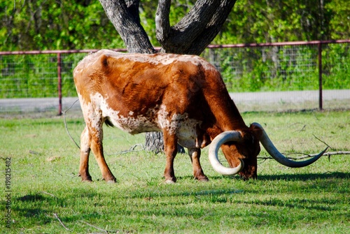 Texas Longhorn