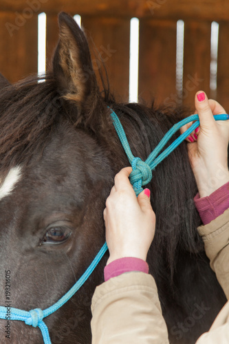 ethological headcollar knot on black horse