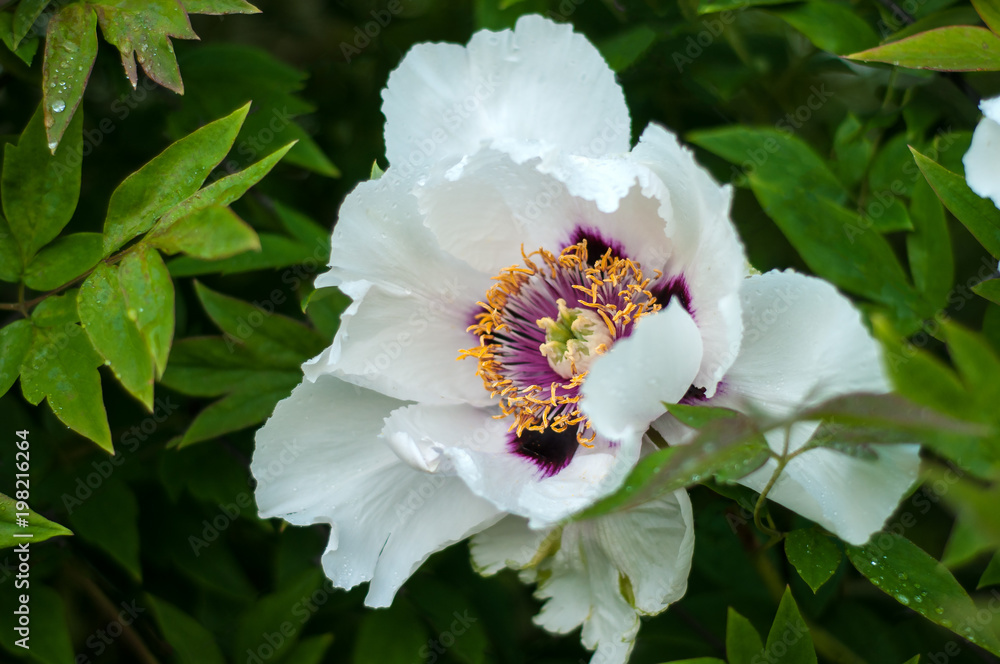 Blooming tree peony after rain. Big white peonies with drops bloom in the spring season. Paeonia rockii.